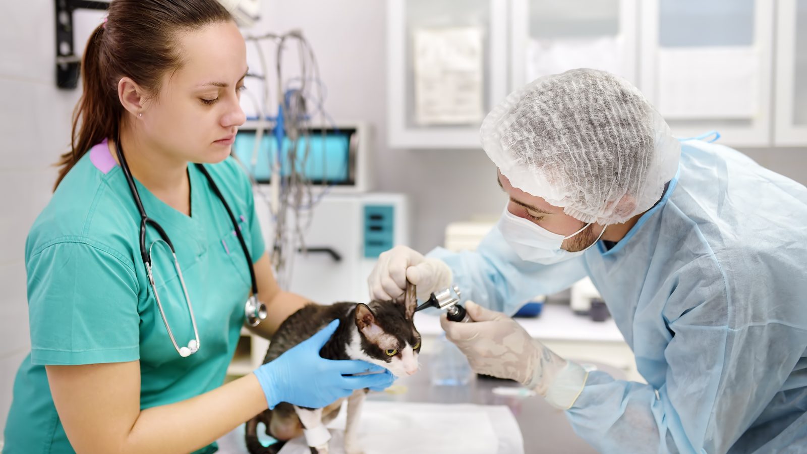 Tierärztin und Assistentin bei der Behandlung eines Tieres